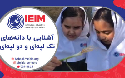 بررسی گیاهان تک‌ لپه‌ای و دو لپه‌ای – دبستان دخترانه ملل